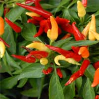 Capsicum annuum peppers, source of capsaicin used in the Audifort blend