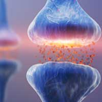 Illustration representing GABA, a neurotransmitter included in Audifort