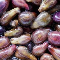 Grape seed, source of proanthocyanidin antioxidants used in Audifort