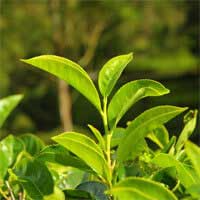 Green tea leaves, a source of EGCG polyphenols included in Audifort