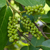 Gymnema sylvestre leaves, an Ayurvedic botanical in the Audifort formula