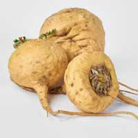 Maca root, one of the primary ingredients in the Audifort formula